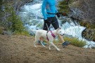 Ruffwear Front Range™ sele Bringebær thumbnail