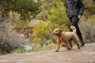 Ruffwear Front Range™ sele Grå thumbnail