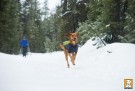 Ruffwear Cloud Chaser™ softshell dekken, Rød thumbnail
