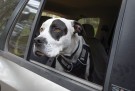 Ruffwear Load Up™ sikkerhetssele thumbnail