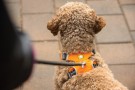 Ruffwear Front Range™ sele Bringebær thumbnail